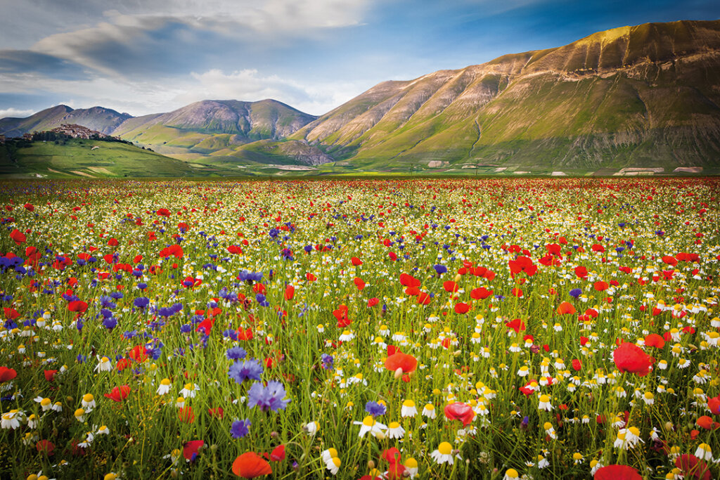 Campo di fiori